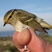 Pallas Leaf Warbler